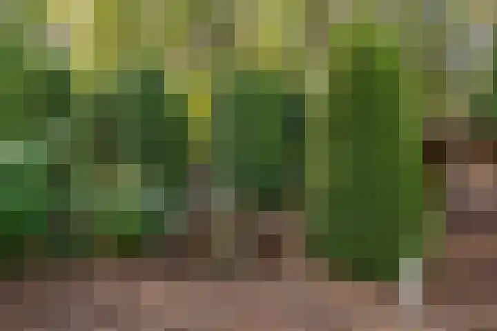 Beek en Brink 17 Zorgvlied thumbnail 33