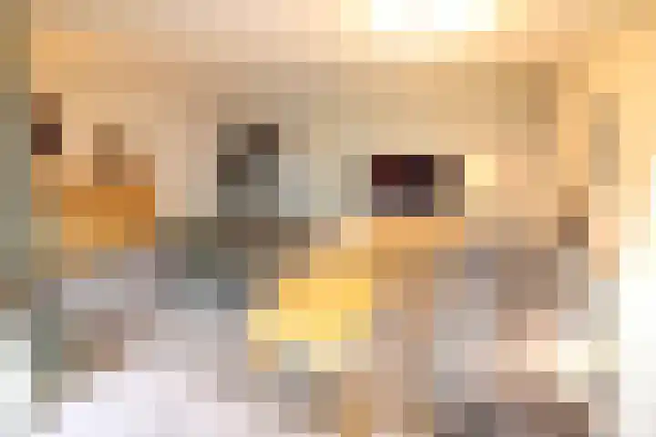 Beekdal 24 Vriezenveen thumbnail 4