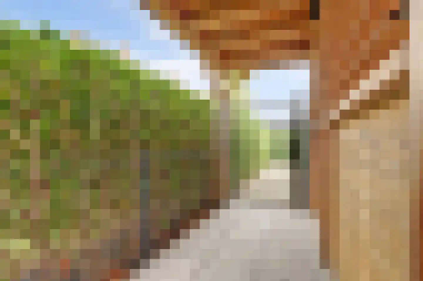 Beekforel 13 Waddinxveen thumbnail 39
