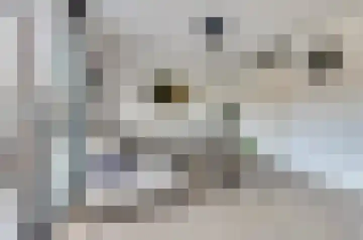 Beekforel 18 Waddinxveen thumbnail 18