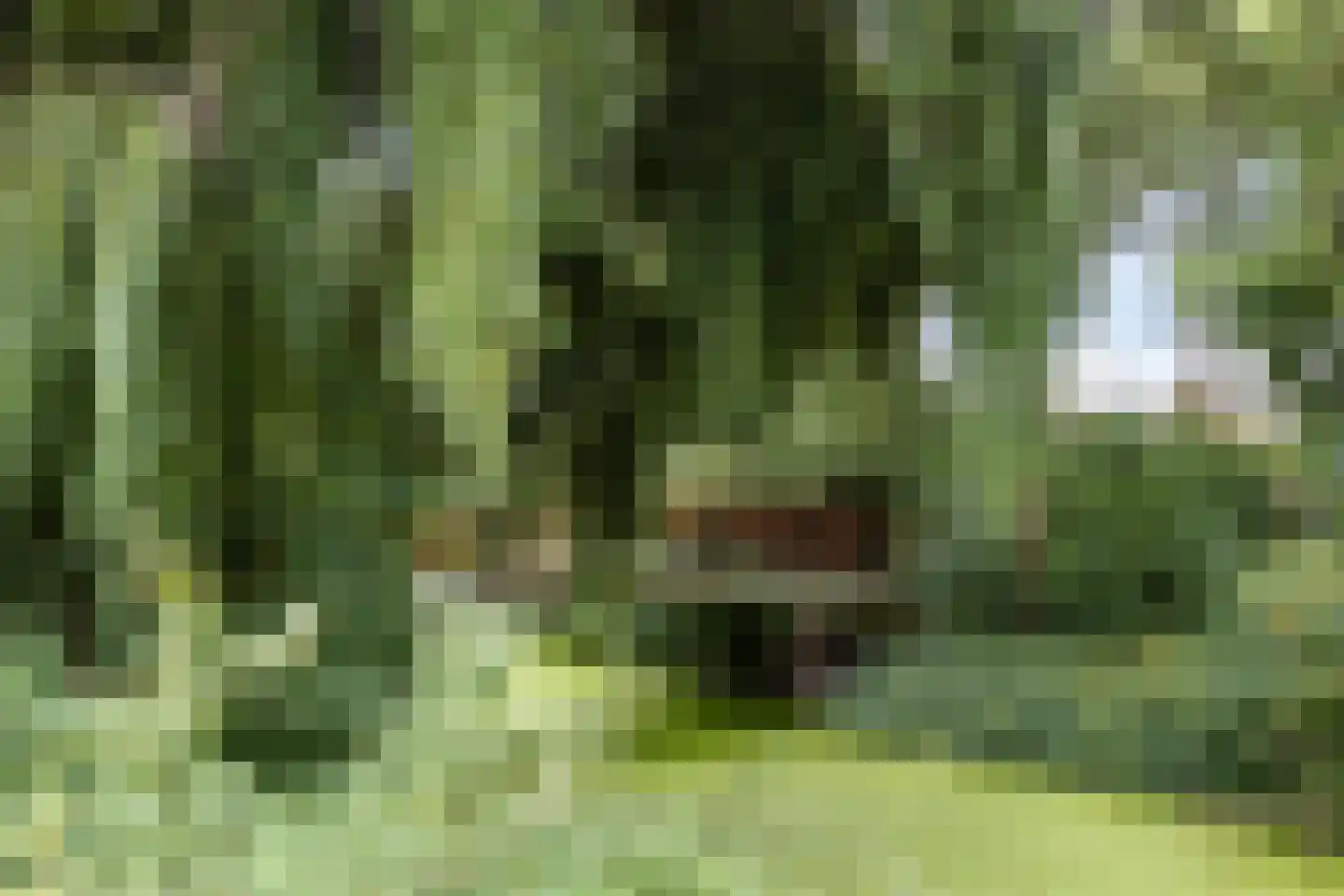 Beekforel 2 Leusden thumbnail 33