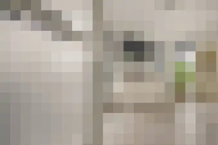Beekhoek 2 Achterveld thumbnail 7
