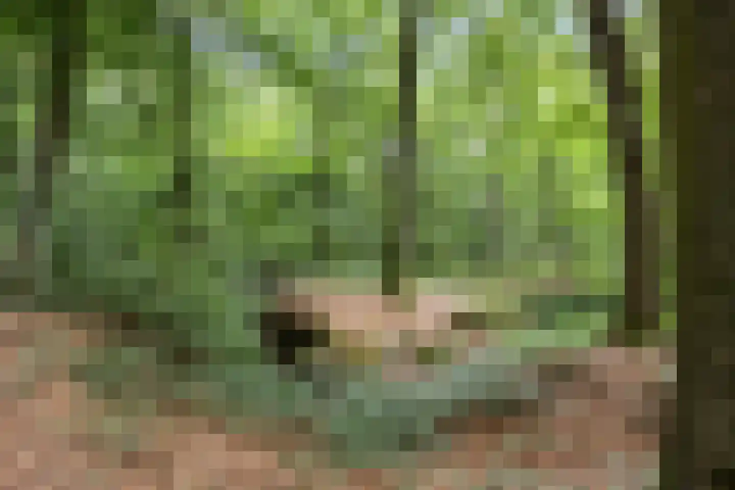 Beekhuizenseweg 24 Velp thumbnail 67