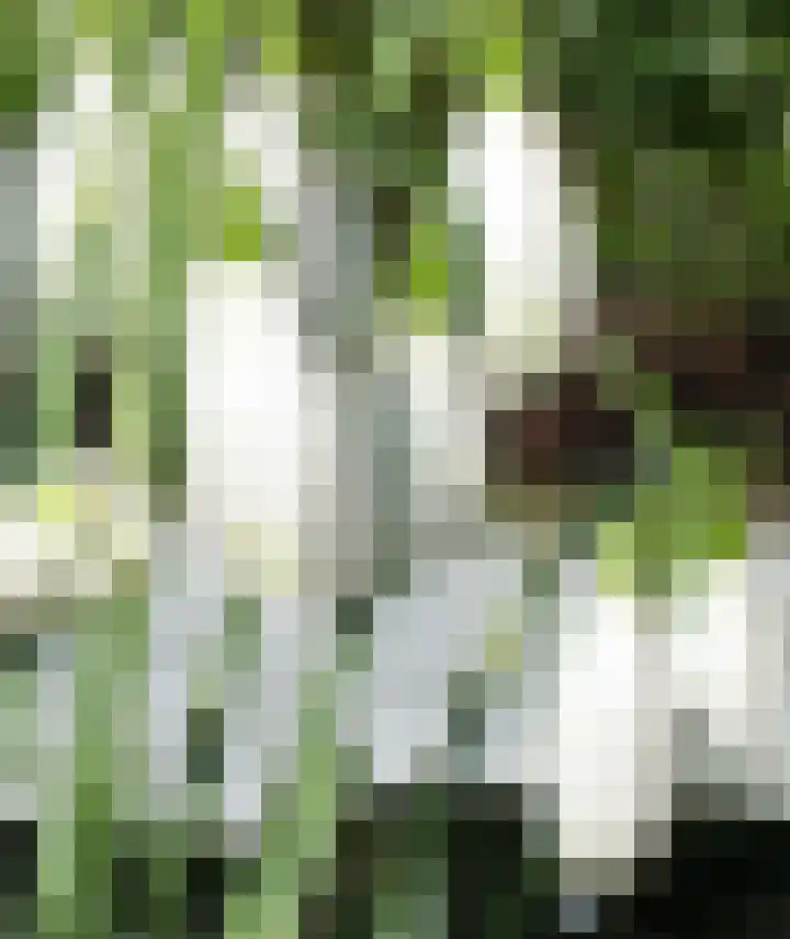 Beeklaan 4 De Zilk thumbnail 32