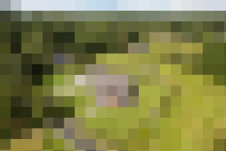 Beeklandseweg 14 Heerde thumbnail 5