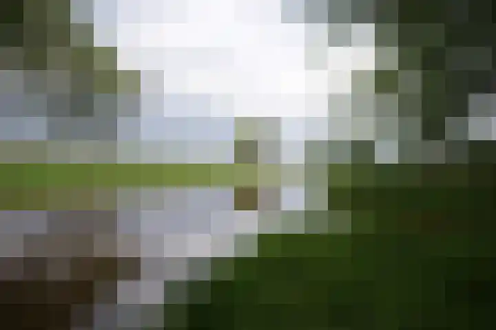 Beekpunge 111 Schoonebeek thumbnail 39