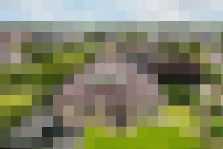 Beekpunge 28 Schoonebeek thumbnail 10