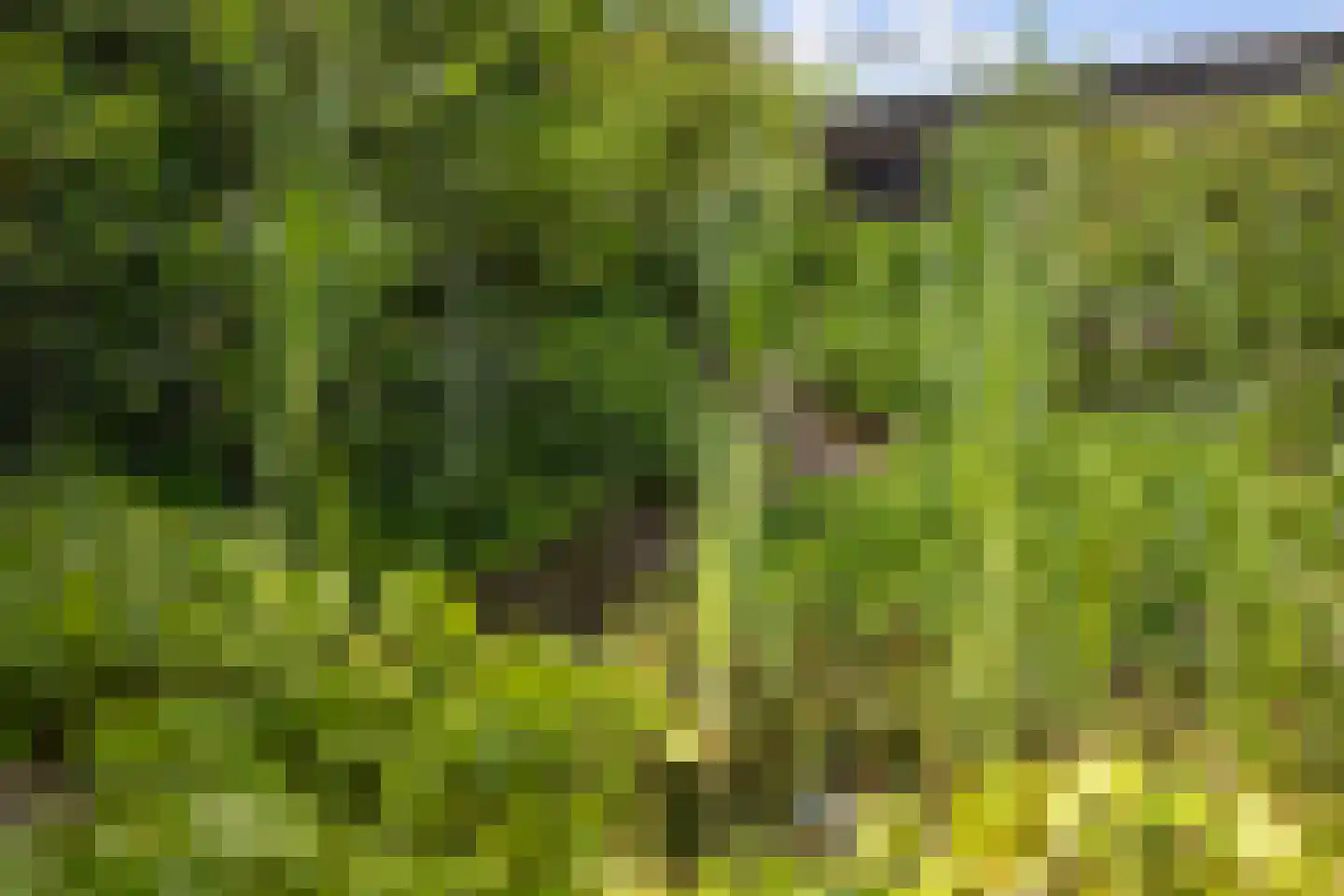 Beekpunge 56 Schoonebeek thumbnail 22