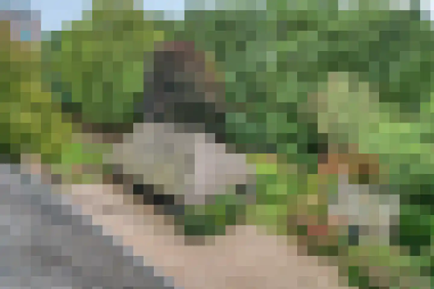 Beeksestraat 76 Prinsenbeek thumbnail 64