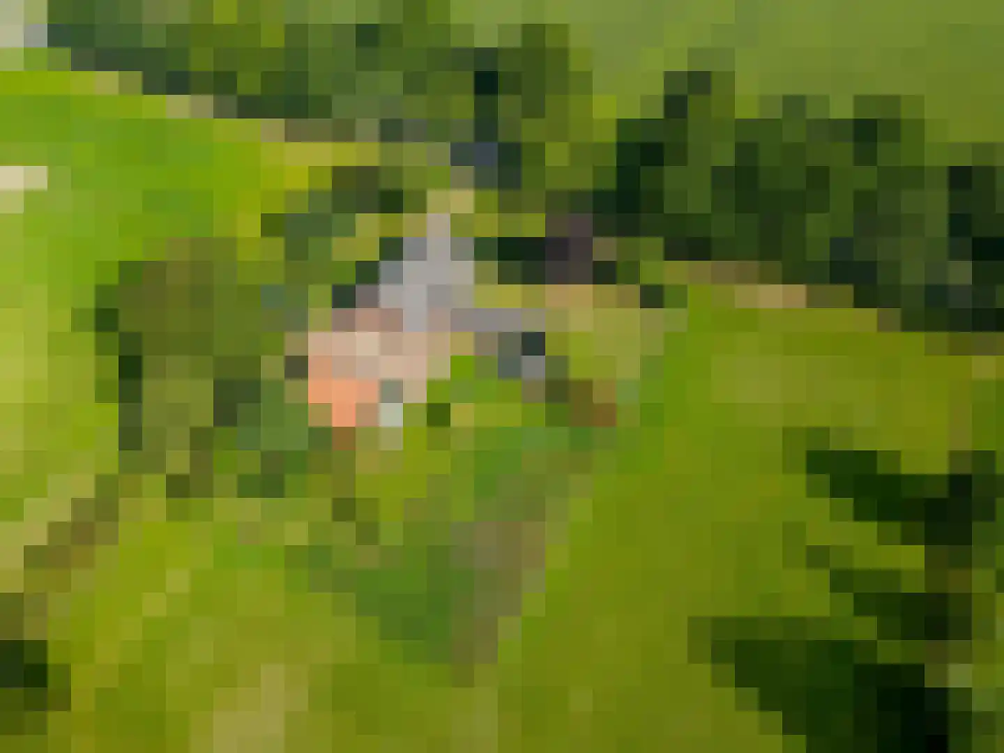 Beekseweg 70 Didam thumbnail 62