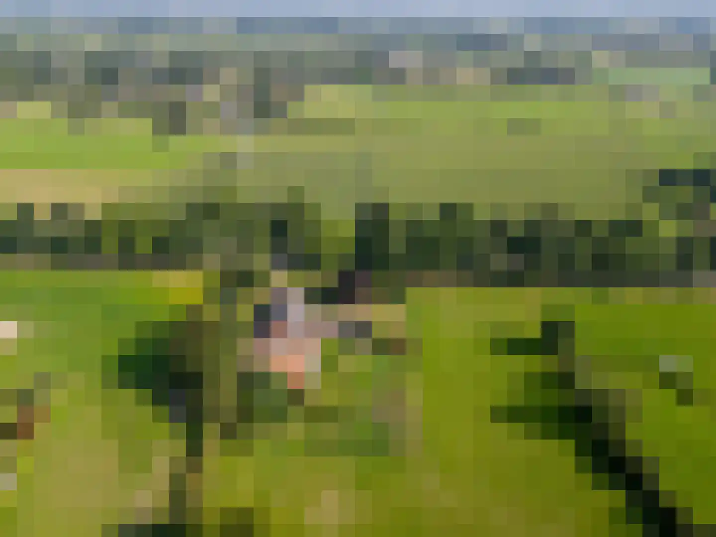 Beekseweg 70 Didam thumbnail 63