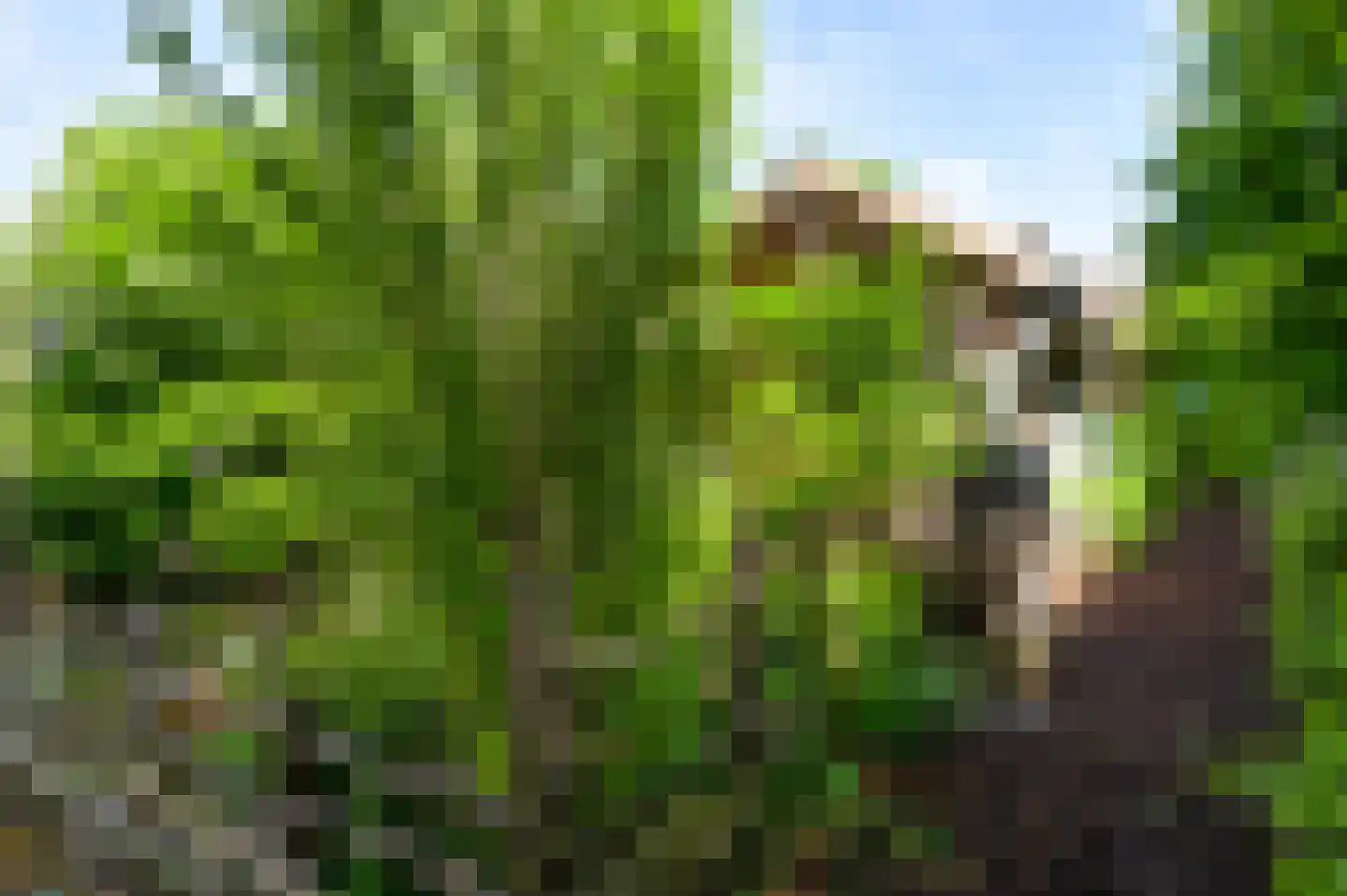 Beekstraat 12 Wessem thumbnail 29
