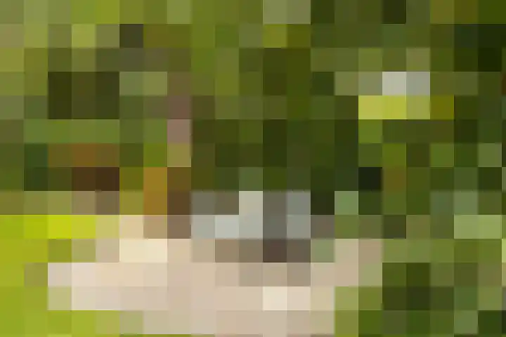 Beekstraat 4 Urmond thumbnail 57