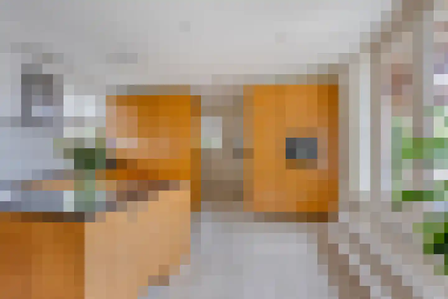 Beekvloed 20 Volkel thumbnail 14
