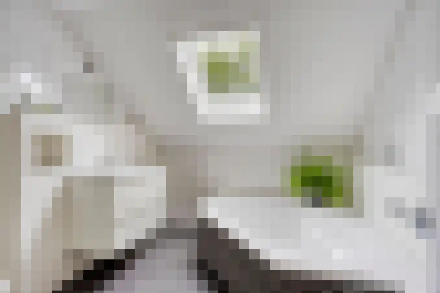 Beekvloed 20 Volkel thumbnail 27