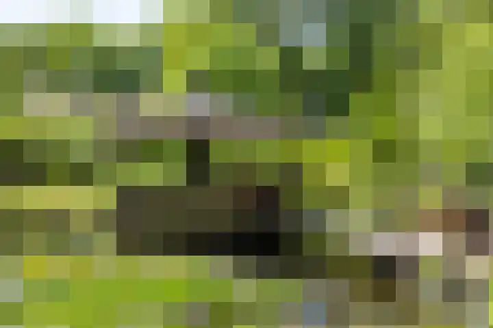 Beekvoorde 43 Borne thumbnail 22