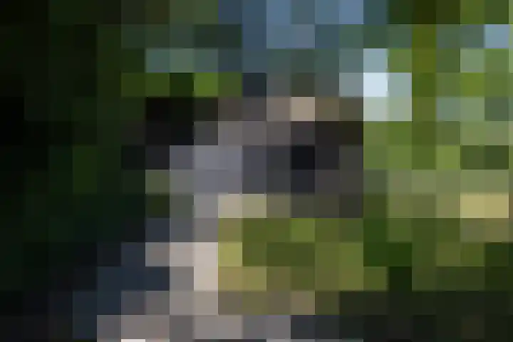 Beekweg 85 Hulshorst thumbnail 68