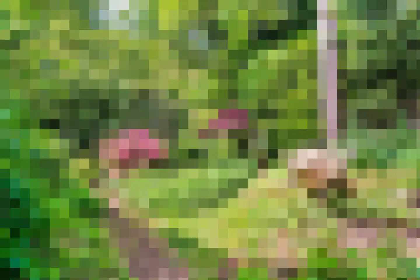 Beelaertslaan 12 Oosterbeek thumbnail 56