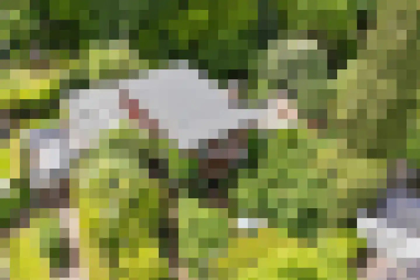 Beelaertslaan 12 Oosterbeek thumbnail 71