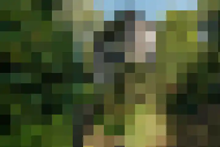 Beelaertslaan 51 Oosterbeek thumbnail 36