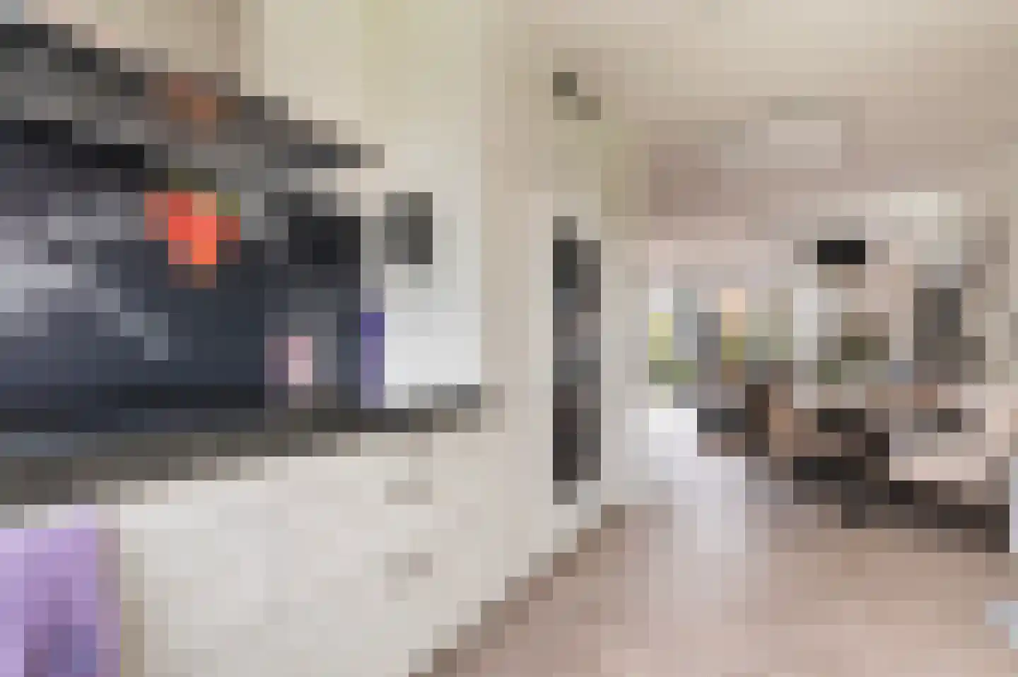 Beeldsnijderpad 5 Zwaag thumbnail 10