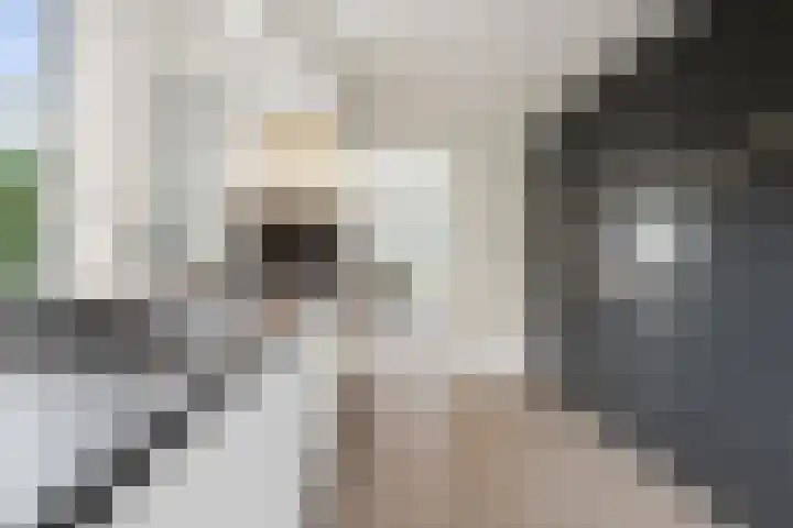 Beelgaarde 2 Etten-Leur thumbnail 17