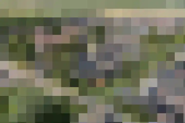 Beemd 33 Stompetoren thumbnail 43