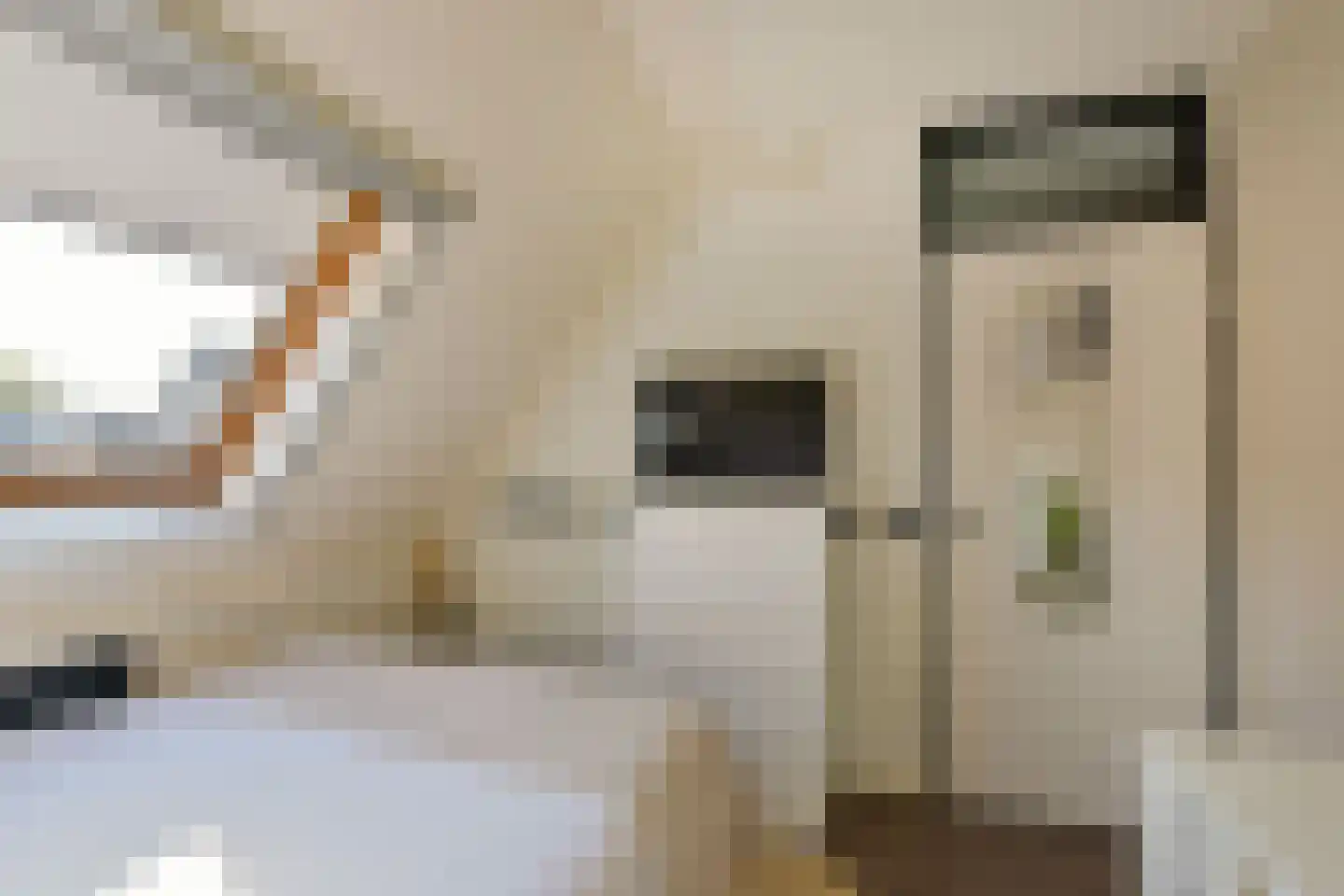Beemdgras 14 Wilnis thumbnail 18