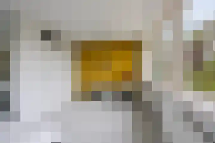 Beemdgras 42 Veenendaal thumbnail 13