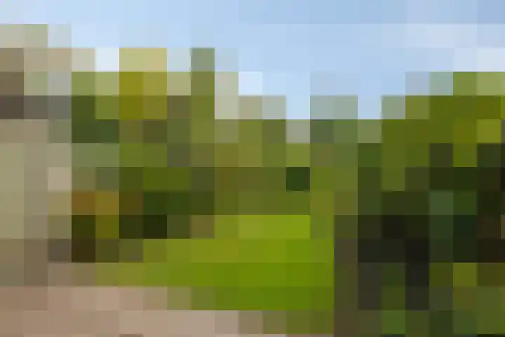 Beemdgras 42 Veenendaal thumbnail 22