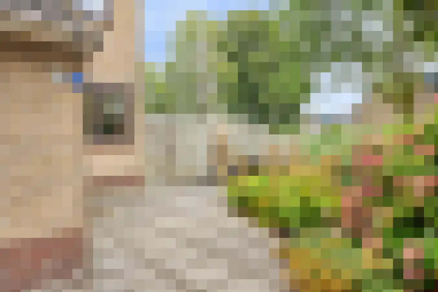 Beemdgras 96 Gouda thumbnail 21