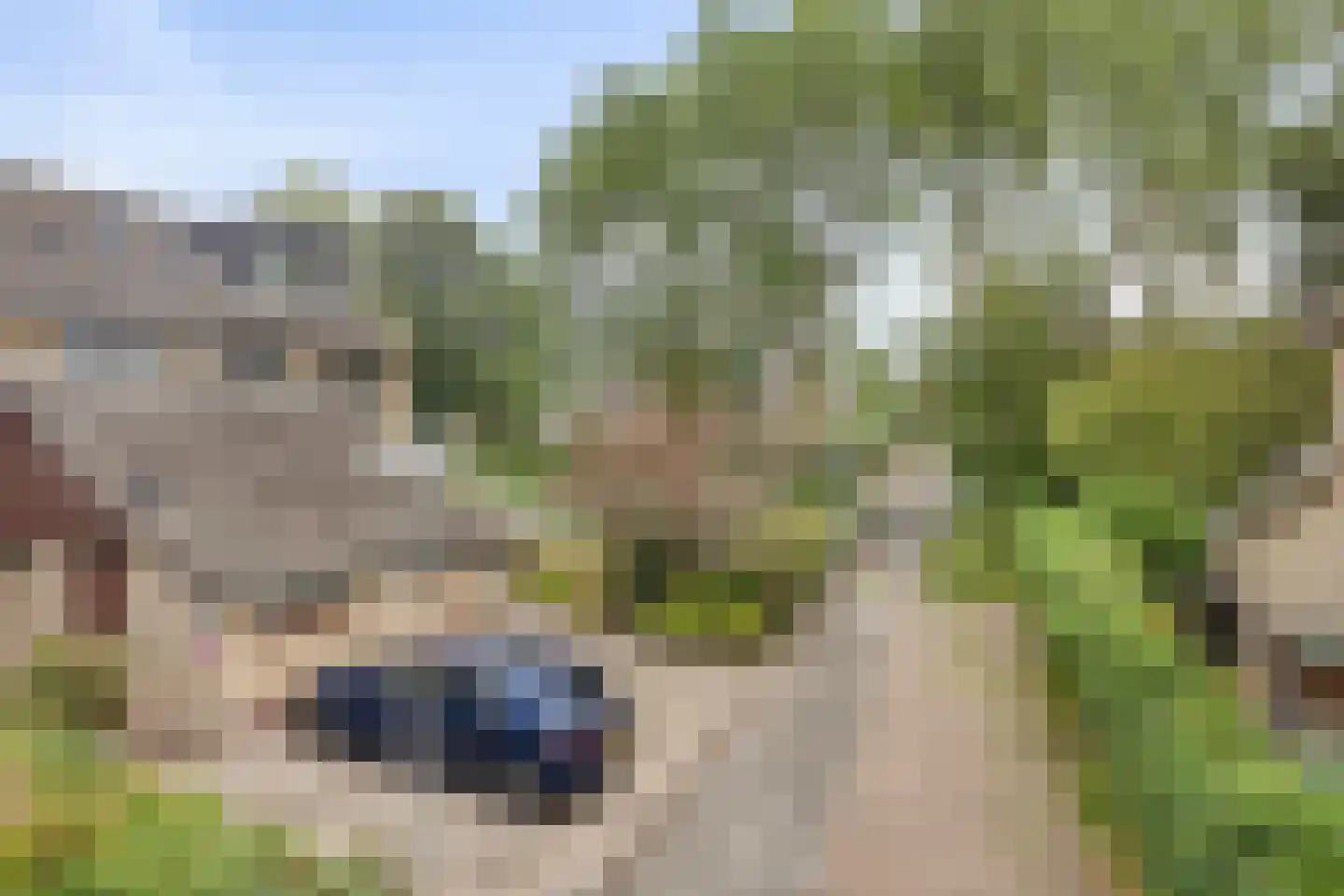 Beemdgras 96 Gouda thumbnail 4