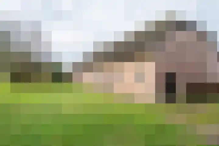 Beemdkant 4 Lieshout thumbnail 36