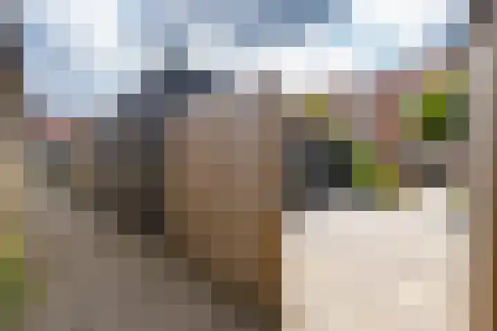 Beemdkroon 32 Tiel thumbnail 32