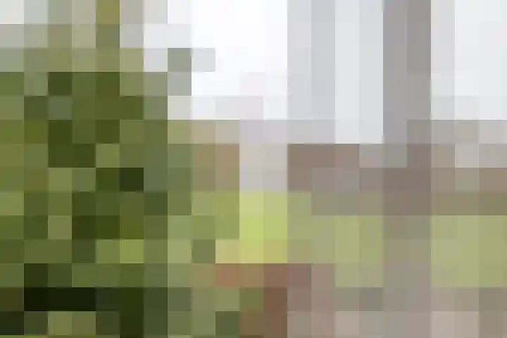 Beemdstraat 39 a Deil thumbnail 36
