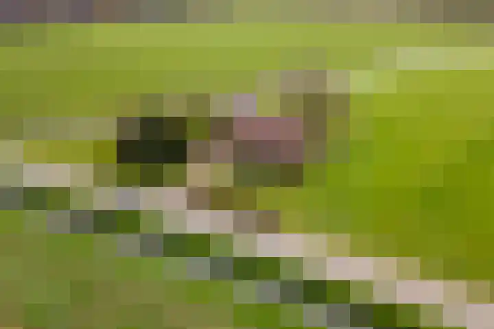 Beemdstraat 39 a Deil thumbnail 62
