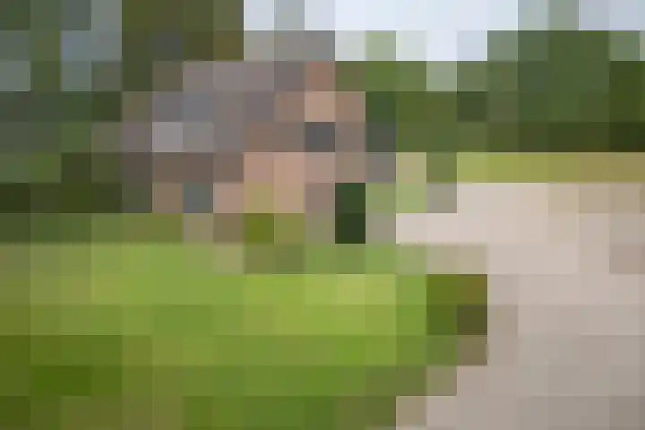 Beemdweg 3 Den Dungen thumbnail 31