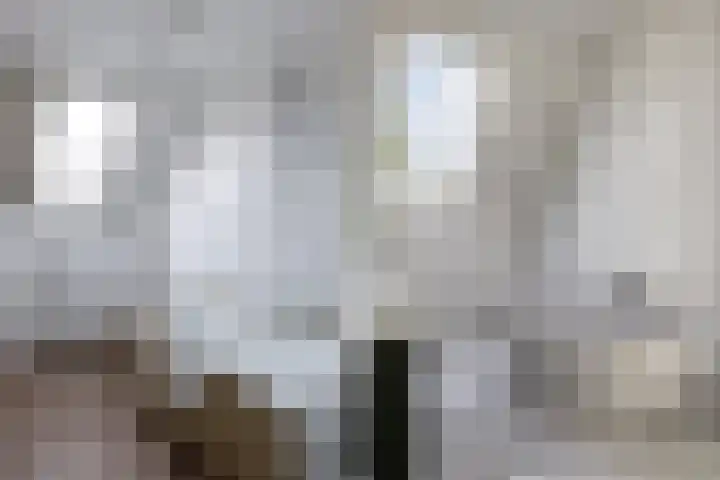 Beemster 98 Lelystad thumbnail 33