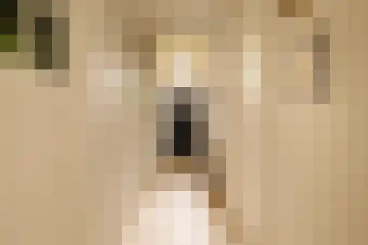 Beerensteinerlaan 47 Bussum thumbnail 5