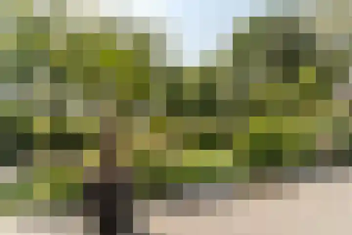 Beerschemaasweg 53 Escharen thumbnail 43