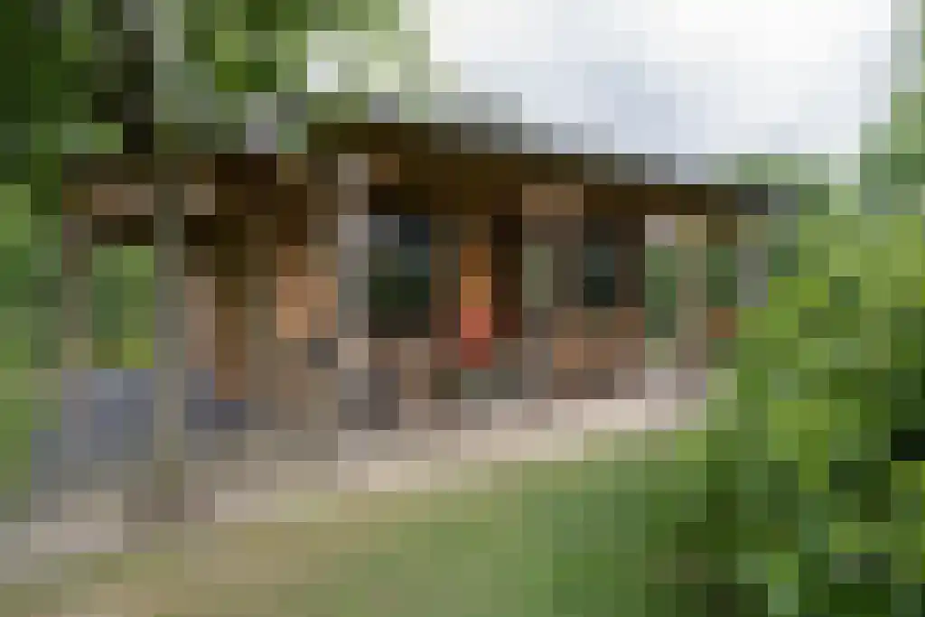 Beerseweg 5 Diessen thumbnail 22