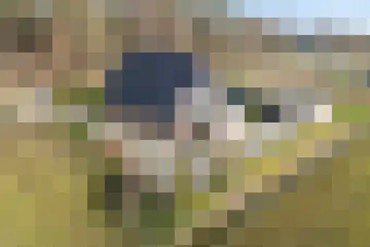 Beerzerhaar 36 a Beerzerveld thumbnail 4