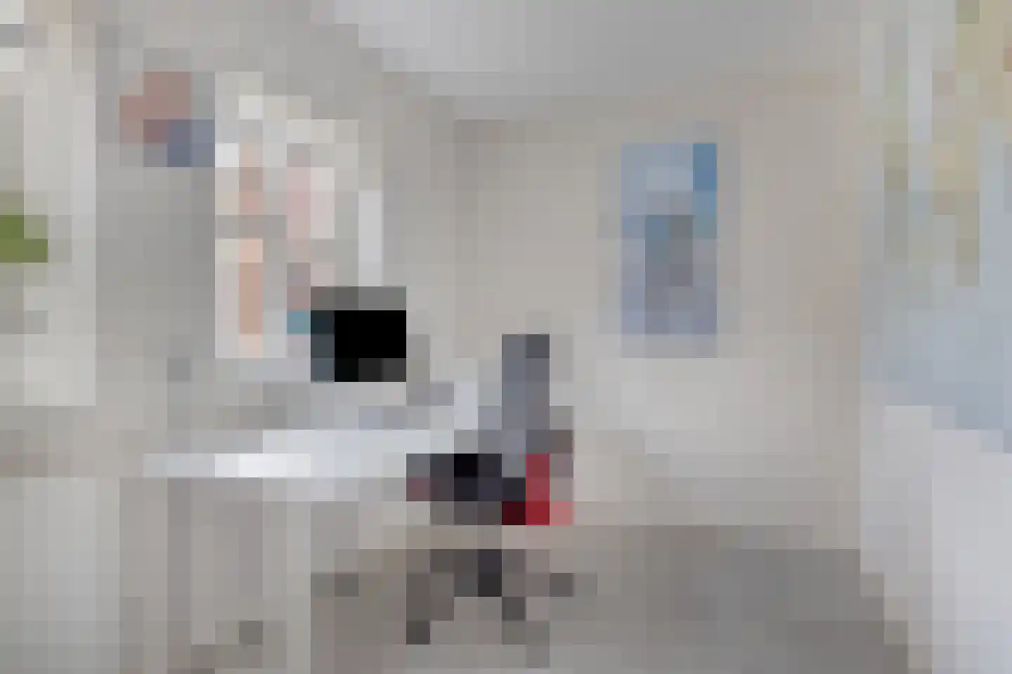 Beestenhei 10 Best thumbnail 18