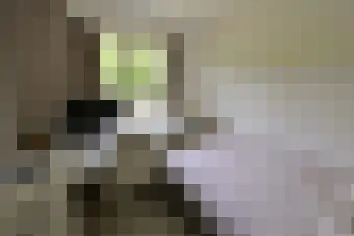 Beethovenlaan 11 Naarden thumbnail 11