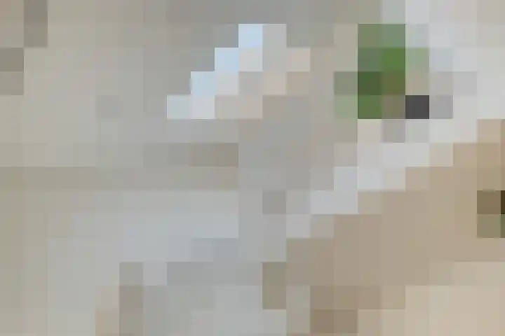 Beethovenlaan 68 Goes thumbnail 7