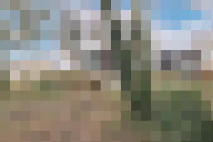 Beets 136 Beets thumbnail 32