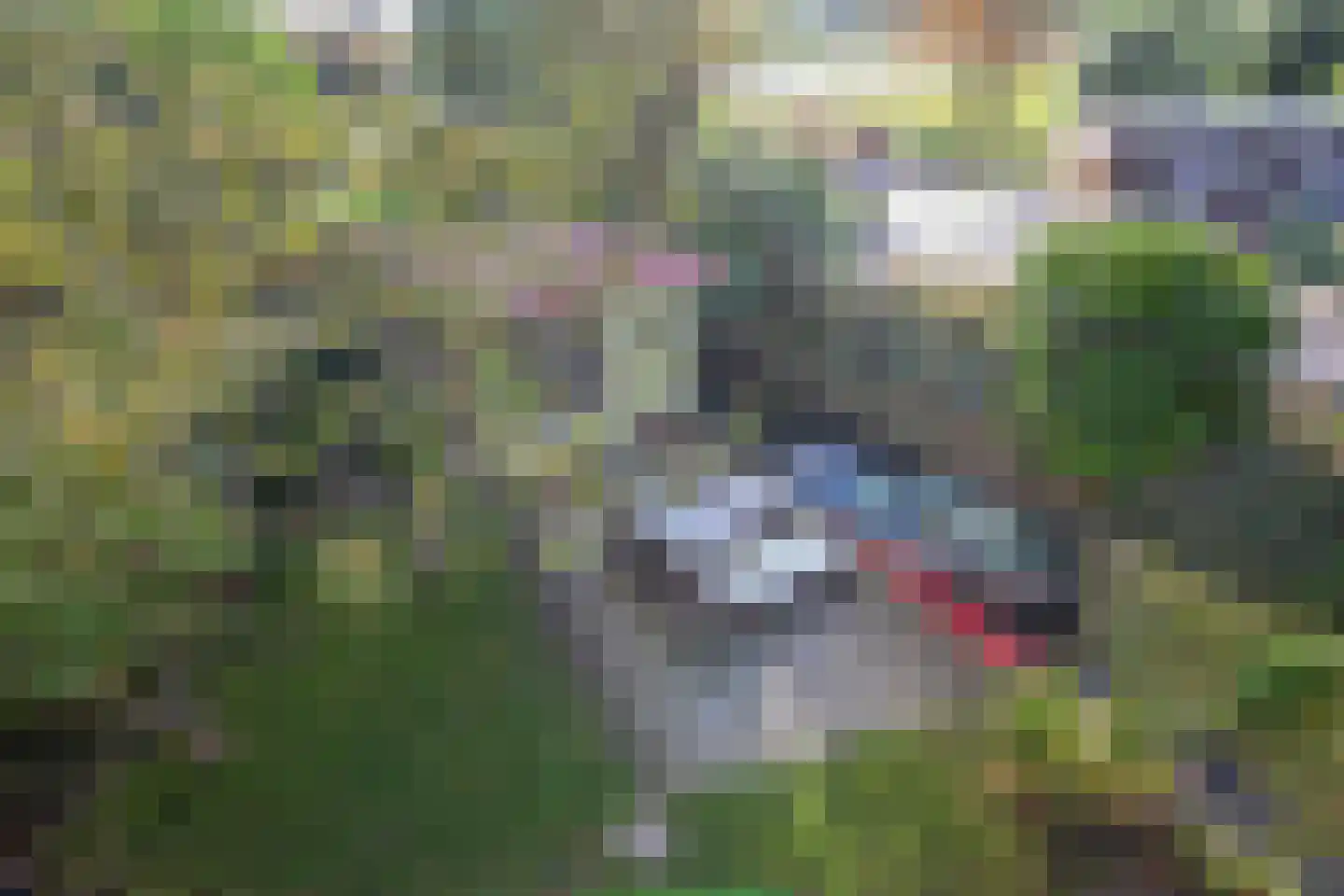 Beets 57 Beets thumbnail 43