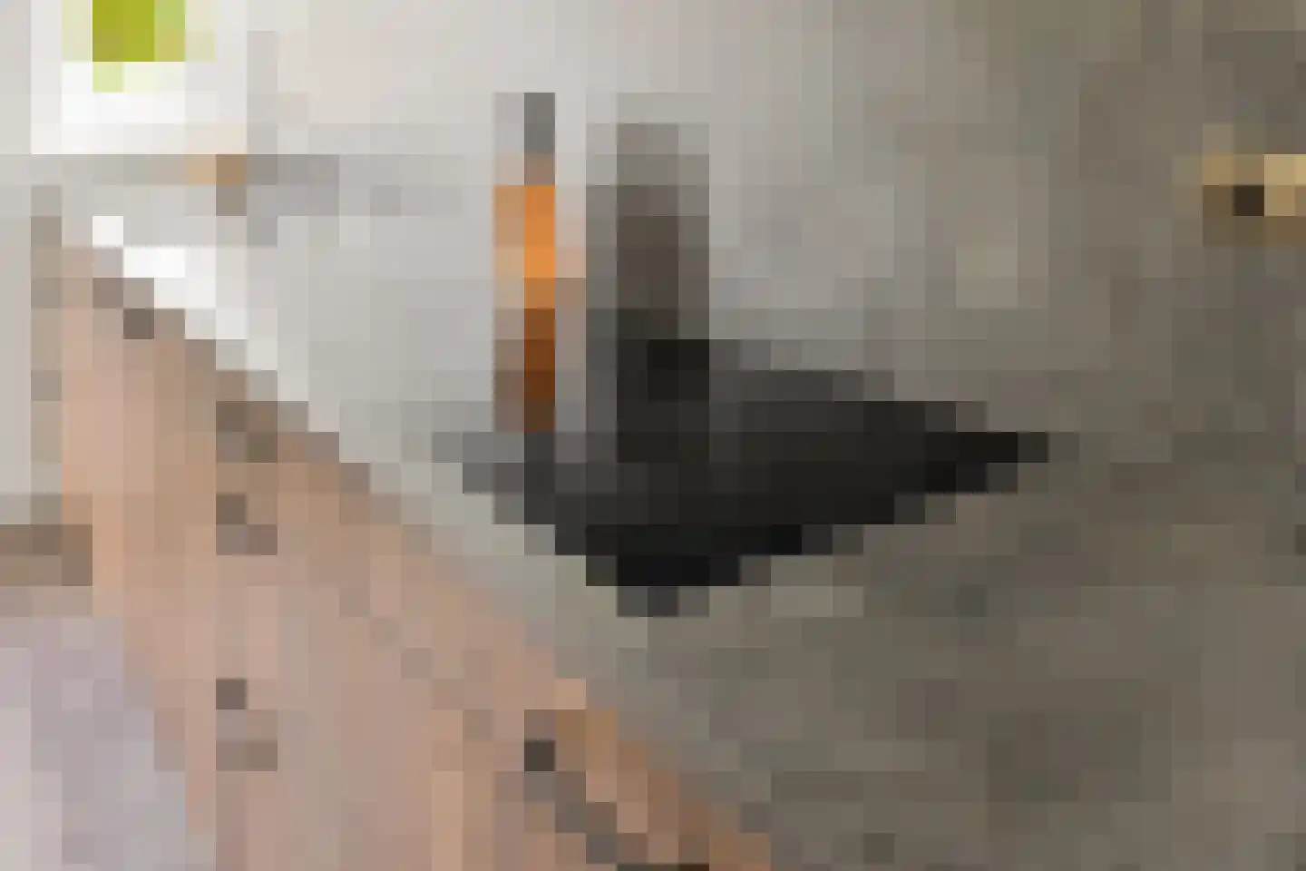 Begijnenweide 14 Heemskerk thumbnail 10