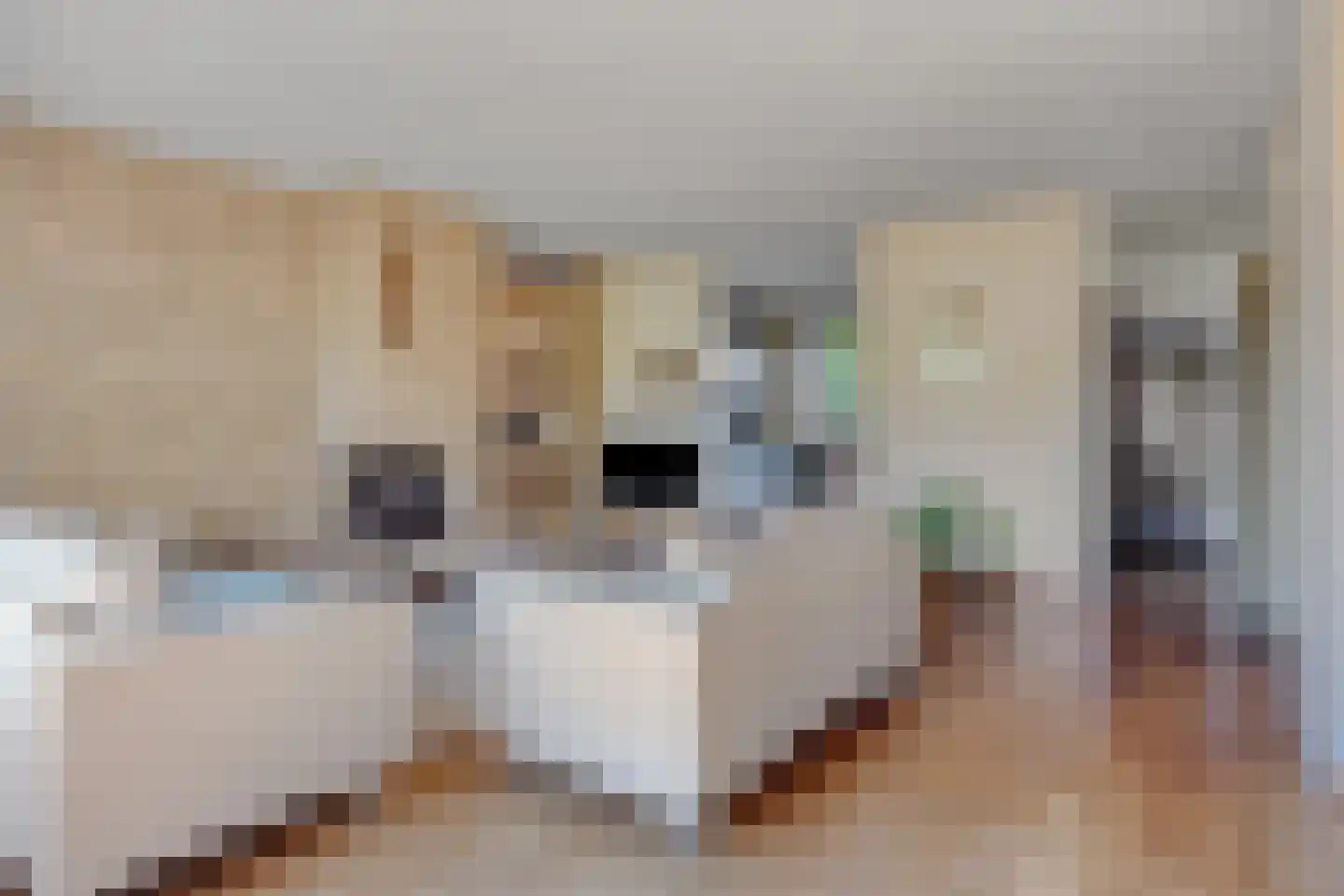 Begoniadal 13 Leiden thumbnail 17