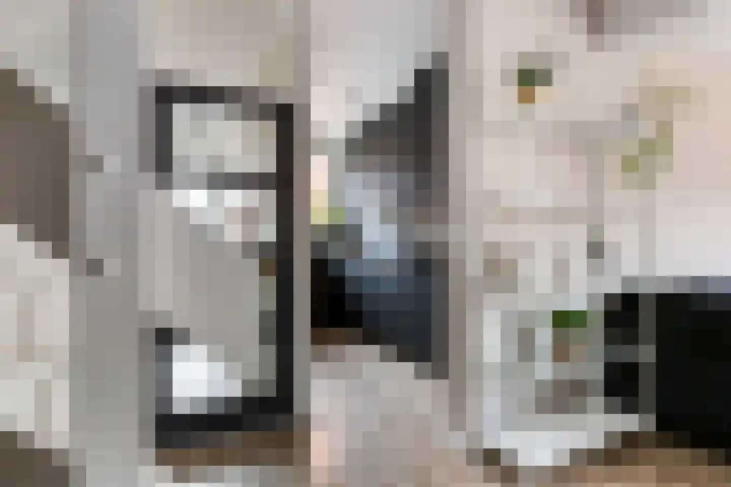 Begoniapad 9 Gouda thumbnail 13